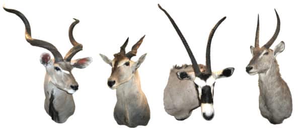 Stuffed antelopes hunting trophies